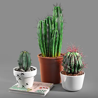 Set of three cactuses 02