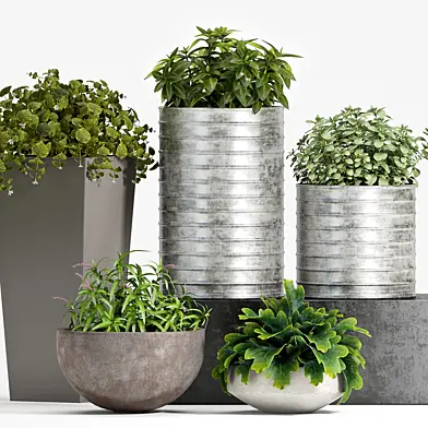 PLANT SET -83