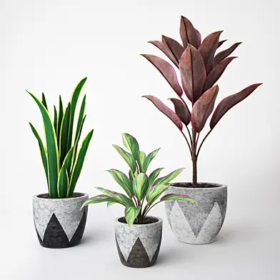 Plant Set