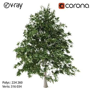 Green OAK