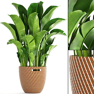 Banana palm, банановая пальма, корзина, ротанг, декоративная, комнатная, интерьерная, горшок, куст, стрелиция