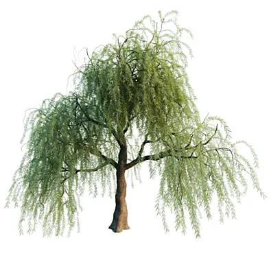 Willow tree