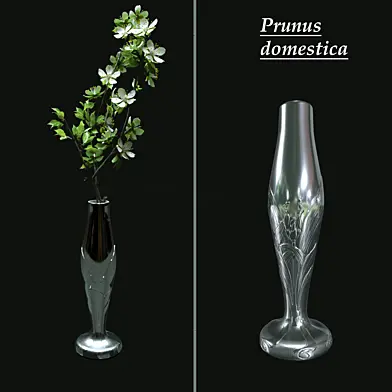 Prunus domestica