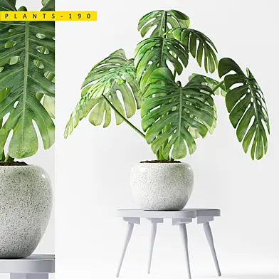 PLANTS 190