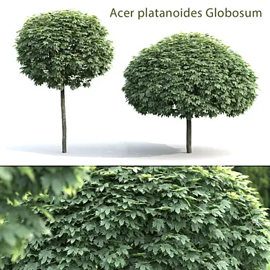 Maple Globosum