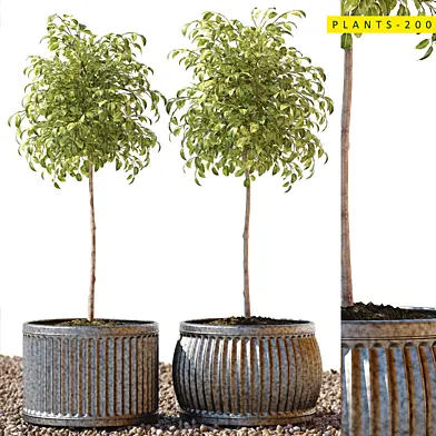 Plants 200