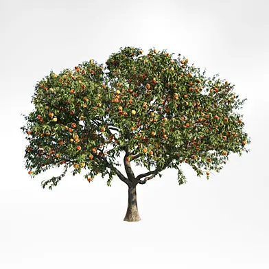 peach tree 3