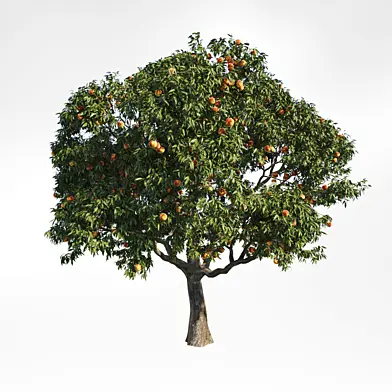 peach tree 6