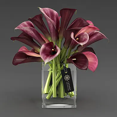 Calla_04_4