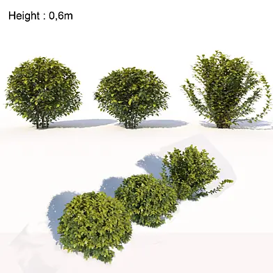 Laurus nobilis 03