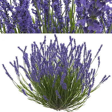 Лаванда куст