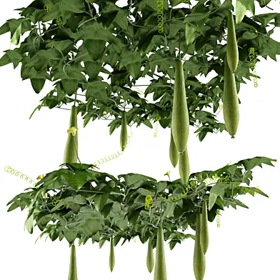 Luffa aegyptiaca - Creeper