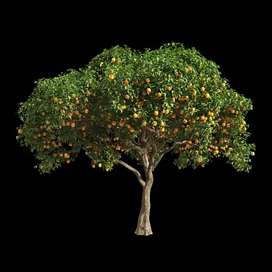 Orange Tree 7