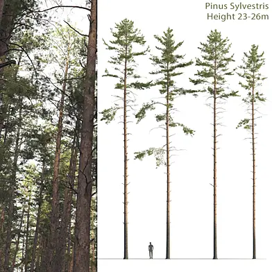Pine