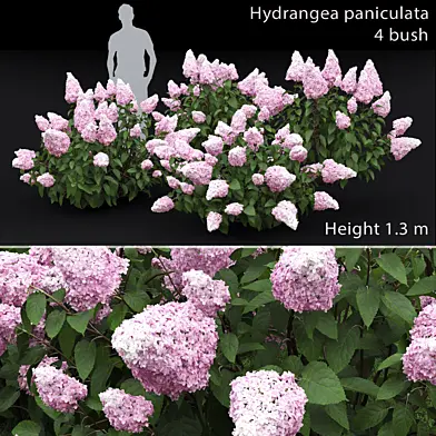Hydrangea paniculata