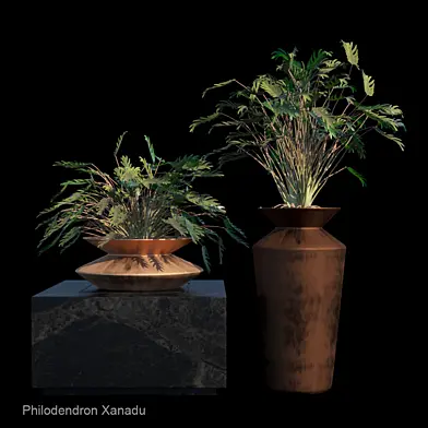 Philodendron Xanadu tropical set