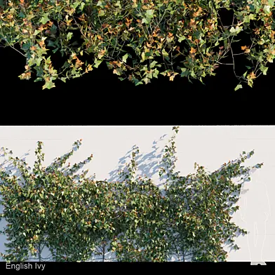 English Ivy