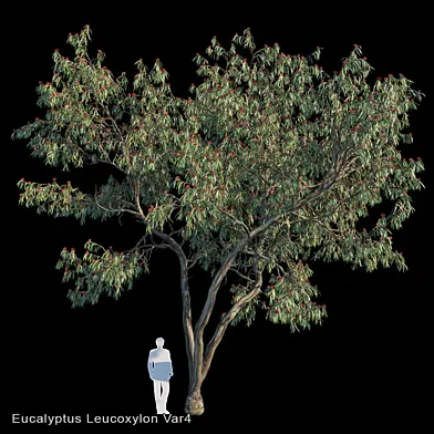 Eucalyptus Leucoxylon Var4