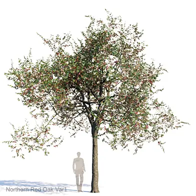 Northern Red Oak Var1