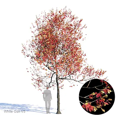White Oak Var5