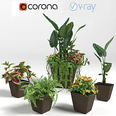 Exotic flowers in pot