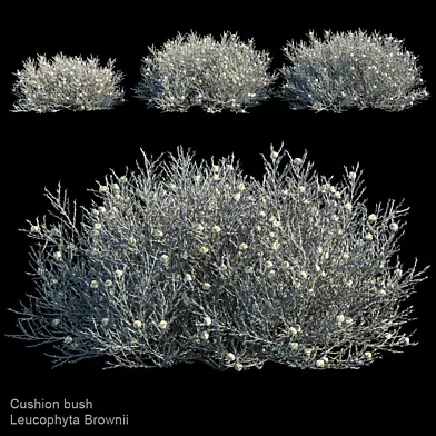 Leucophyta Brownii | Cushion Bush