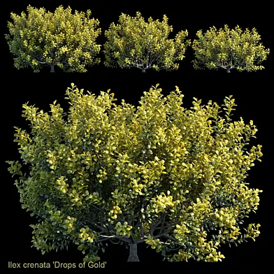 Ilex crenata | Drops of Gold