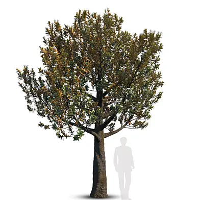 Magnolia Grandiflora_mature_2