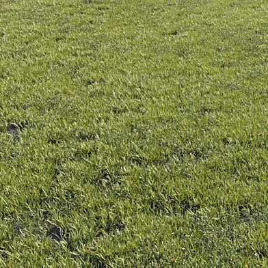 Grass kit 1