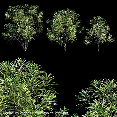 Codiaeum Variegatum Croton Yellow Spot