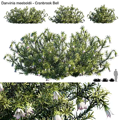 Darwinia Meeboldii | Cranbrook Bell