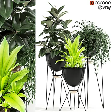 Plants collection 141 MADRE SELVA GRANDE