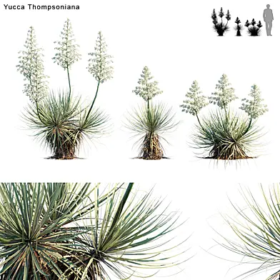 Yucca Thompsoniana | Beaked Yucca flower