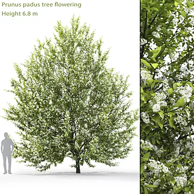 Черёмуха цветущая | Prunus padus #1 (6.8m)