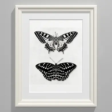 Black and white butterfly
