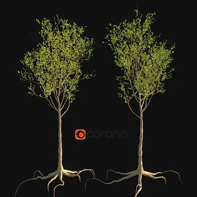 Sycamore tree