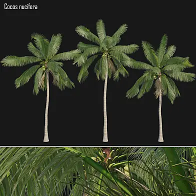 Cocos nucifera_01