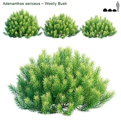 Adenanthos sericeus – Woolly Bush