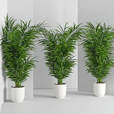 Houseplant 32 (wall Collisions)