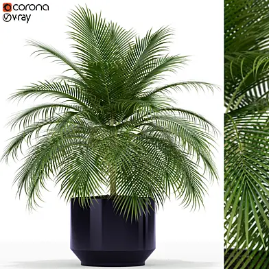 Plants collection 159