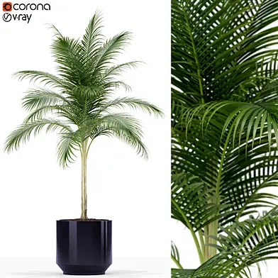 Plants collection 160