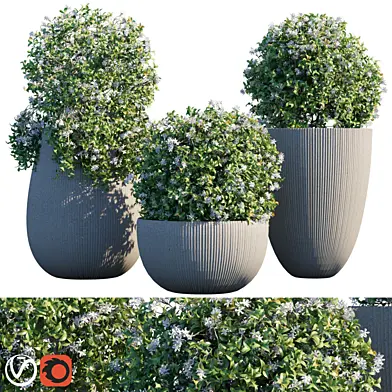 Plant in pots #14 : Star Jasmine