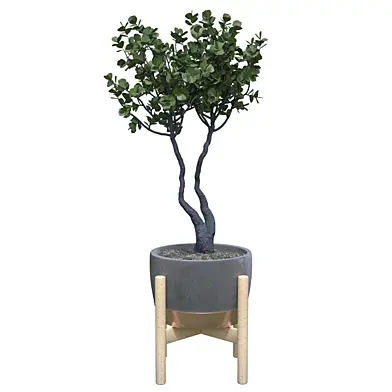 Ficus_Benjamina