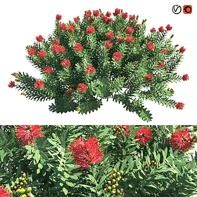Callistemon Citrinus (Карликовая щетка)