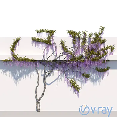 Вистерия - Wisteria