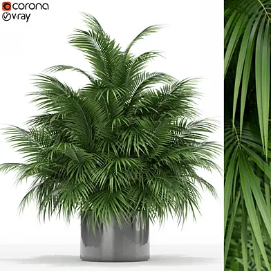 Plants collection 177