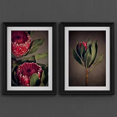 Red Protea