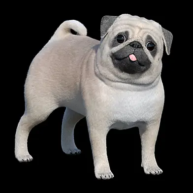 Мопс/Pug