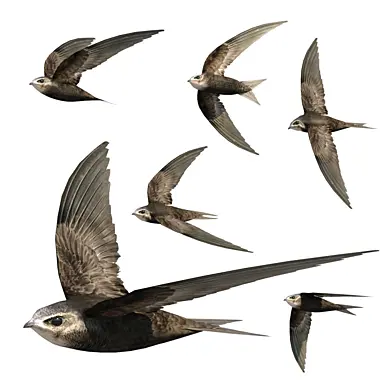 Common Swift