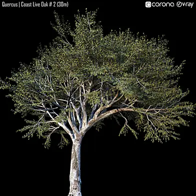 Quercus | Coast Live Oak # 2 (30m)